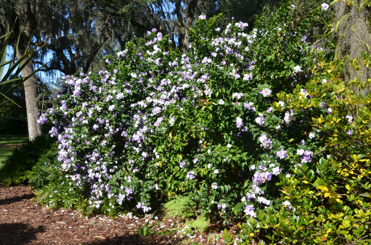 G Bok Tower Gardens 9779