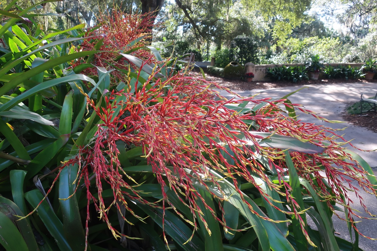 G Bok Tower Gardens Blanchets Aechmea