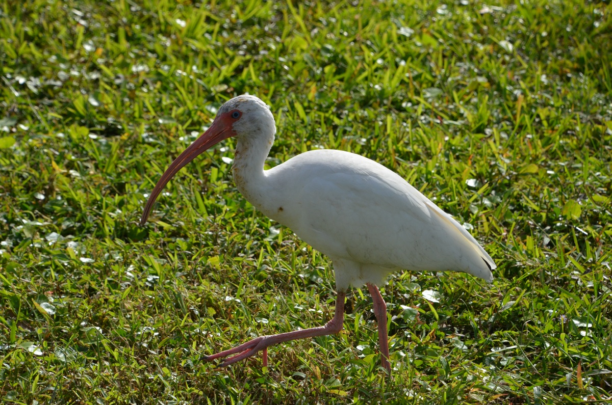 H Ibis