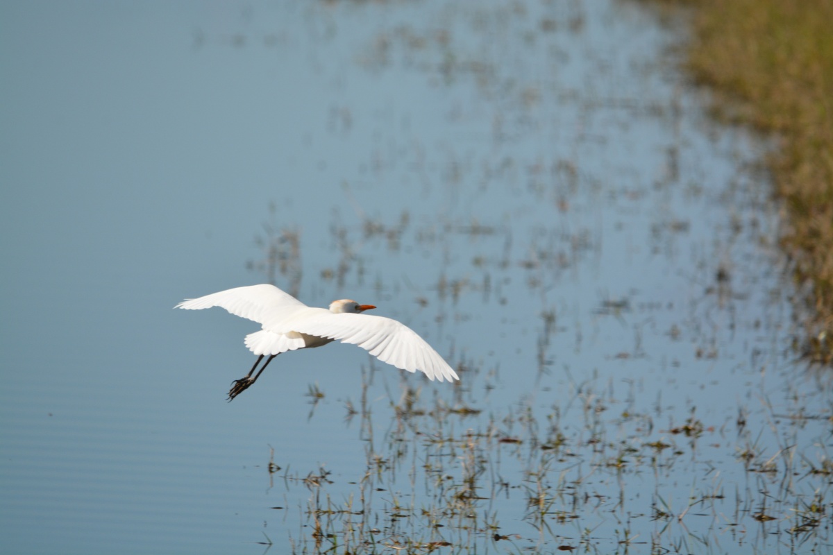 K Cattle Egret 1