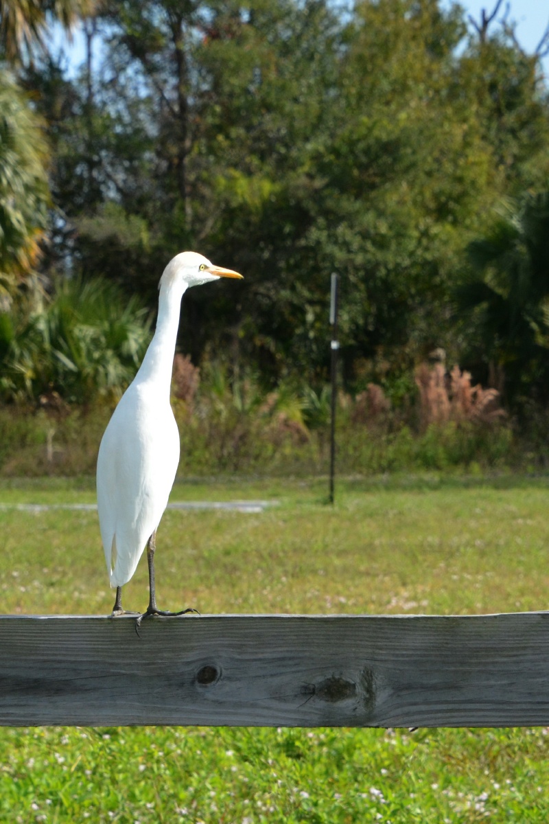 K Cattle Egret