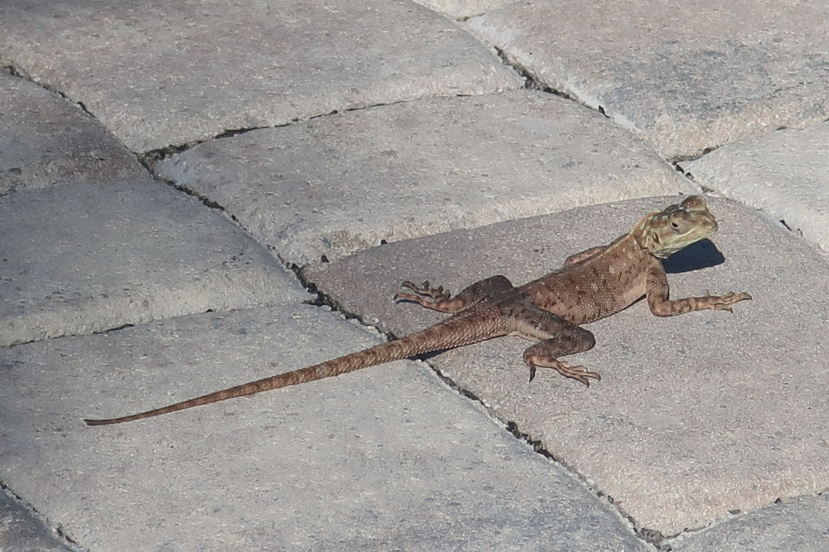 K Ocean Breeze Resort Lizard