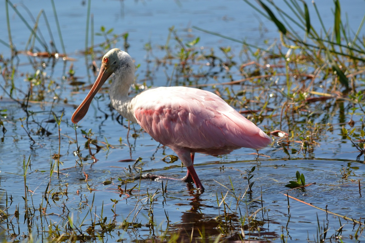 K Roseate Spoonbill