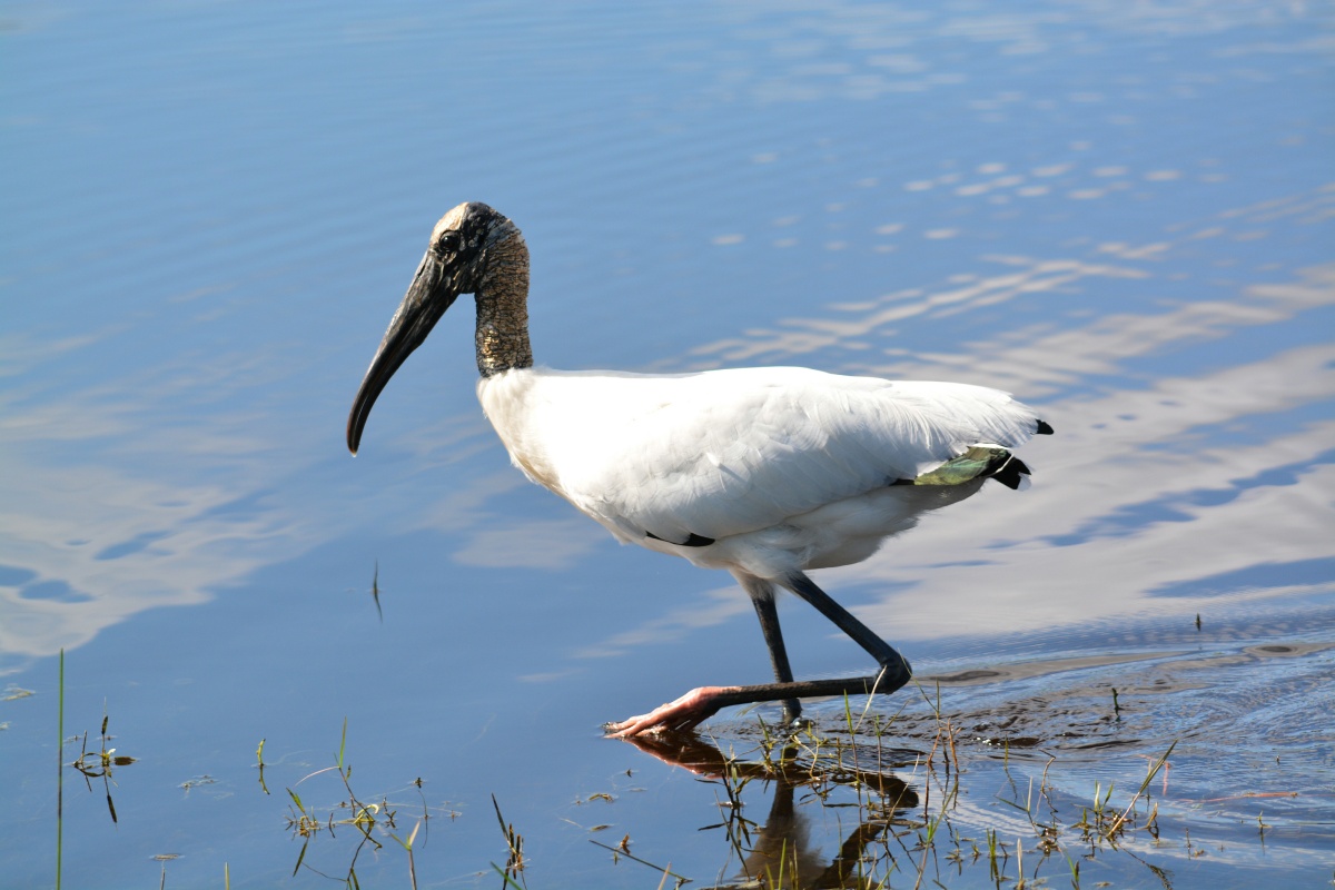 K Wood Stork