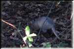 C Blue Spring State Park Armadilo