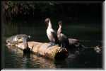 C Blue Spring State Park Cormorants 7098