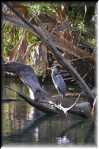 C Blue Spring State Park Great Blue 9497