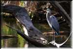 C Blue Spring State Park Great Blue