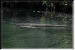 C Blue Spring State Park Manatee 6996