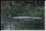 C Blue Spring State Park Manatee 9483