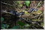 E Highland Hammock State Park 6 Turtles