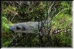 E Highland Hammock State Park Alligator 9574