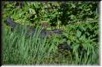 E Highland Hammock State Park Alligator 9593