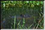 E Highland Hammock State Park Alligator 9634