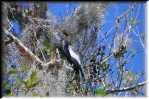 E Highland Hammock State Park Anhinga 9577