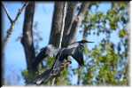 E Highland Hammock State Park Anhinga 9589