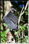 E Highland Hammock State Park Black Vulture 9600