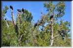E Highland Hammock State Park Black Vultures 9647