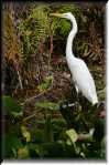 E Highland Hammock State Park Egret