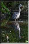 E Highland Hammock State Park Great Blue Heron 9564