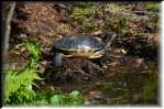 E Highland Hammock State Park Turtle 9673