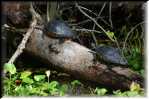 E Highland Hammock State Park Turtles 9702