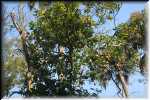 F Highland Hammock State Park Orange tree 1131