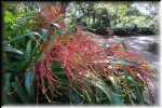 G Bok Tower Gardens Blanchets Aechmea