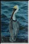 K Black Pelican