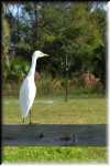 K Cattle Egret