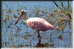 K Roseate Spoonbill