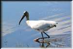 K Wood Stork