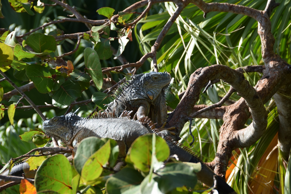 C__Iguana_DSC_0197