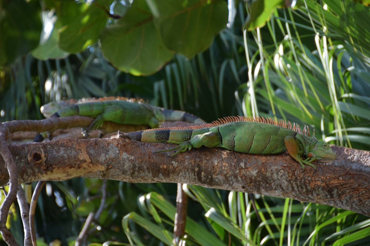 C__Iguana_DSC_0256