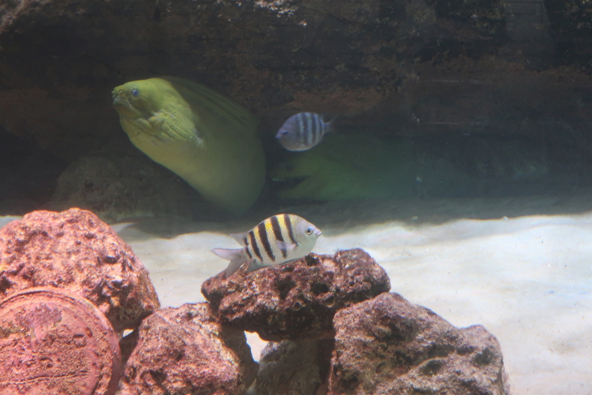 F__Gumbo Limbo Nature Center __IMG_2185