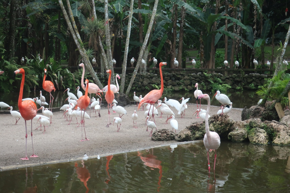 G__Flamingo Garden _IMG_2239