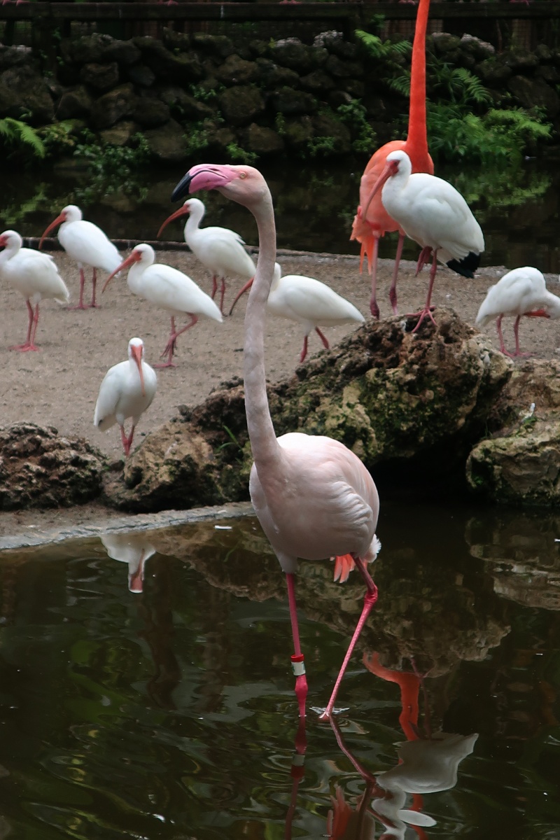 G__Flamingo Garden _IMG_2240