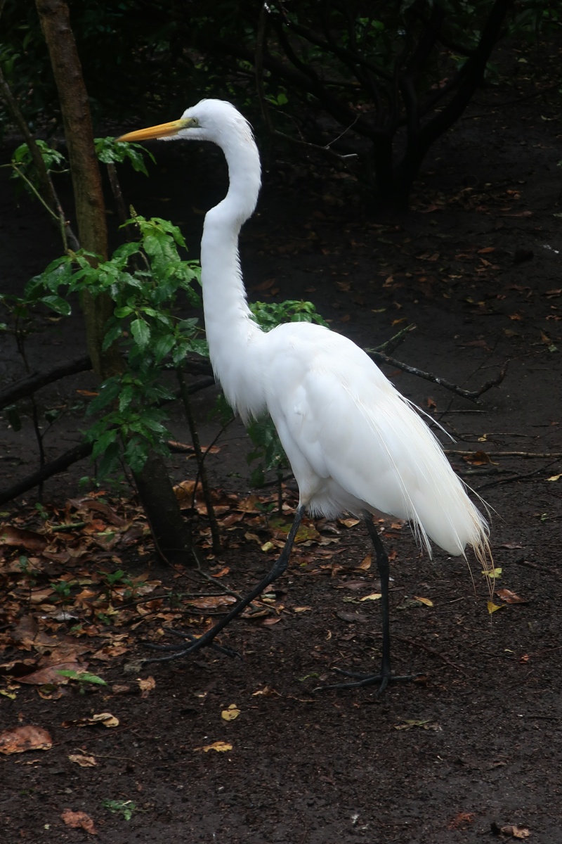 G__Flamingo Garden __IMG_2317