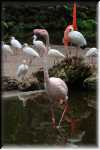G__Flamingo Garden _IMG_2240