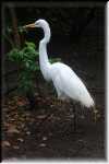 G__Flamingo Garden __IMG_2317