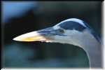 E HERON  RON_7667